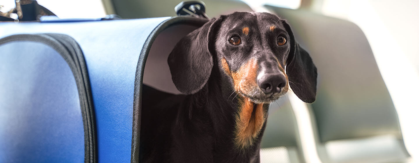 Essential Steps For Flying With Your Pet