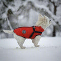 DogSki Sport