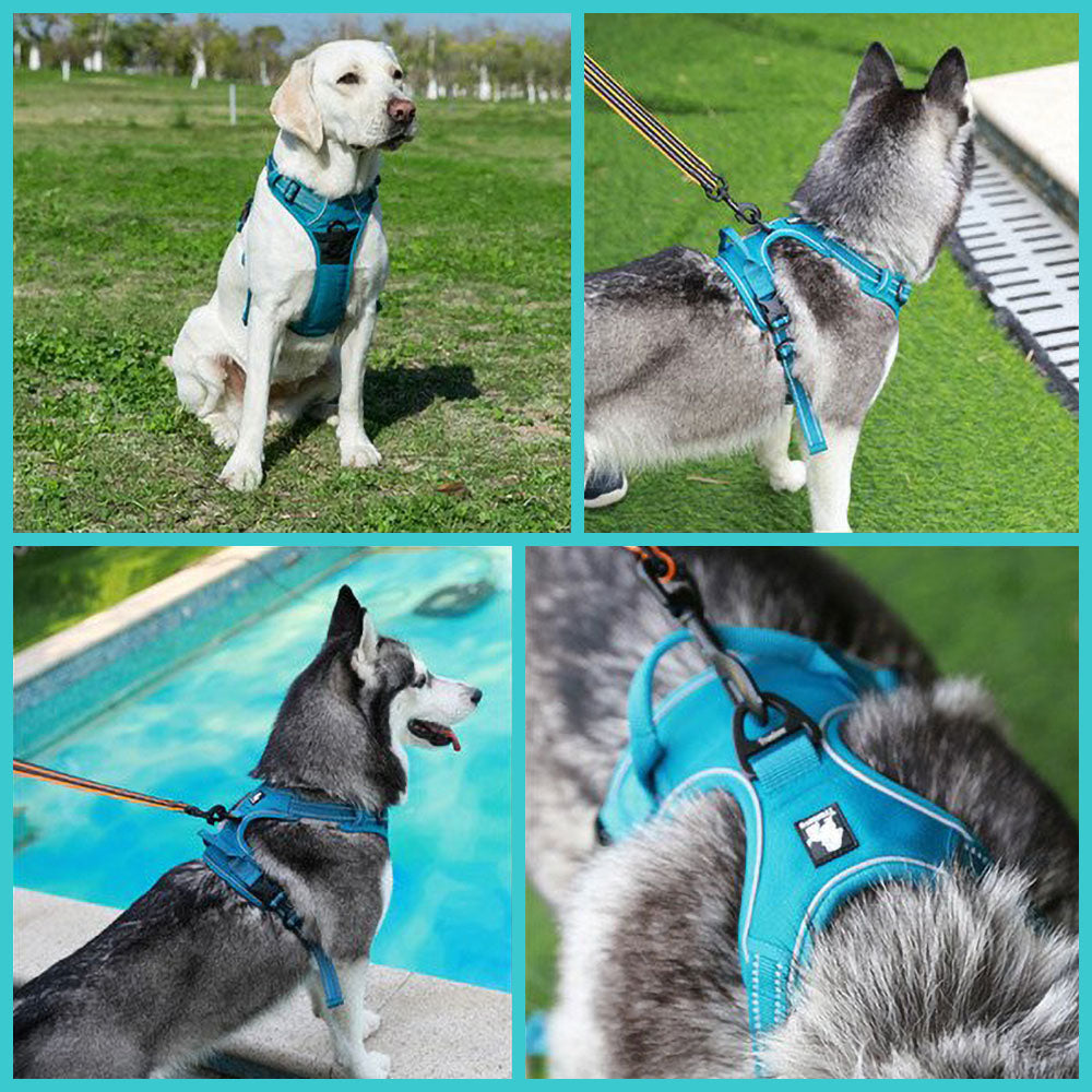 Large white dog in a  blue Truelove Standard™ - Dog Harness and a gray huskey in a blue Orange Truelove Standard™ - Dog Harness on a leash with close up of the D-ring attachment on vivid  backgrounds. 