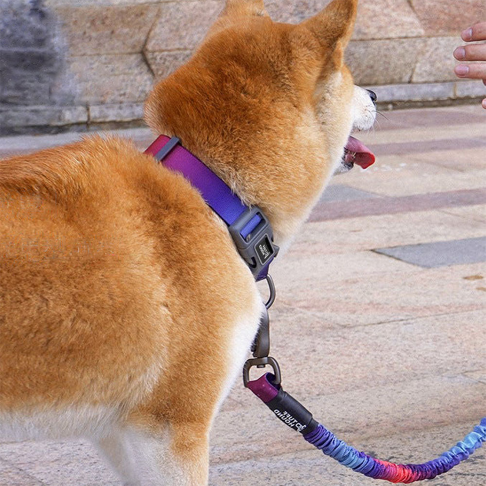 Large dog on a leash attached to the multicolor TuffHound Solid™ - Heavy Duty Dog Collar on a vivid background.