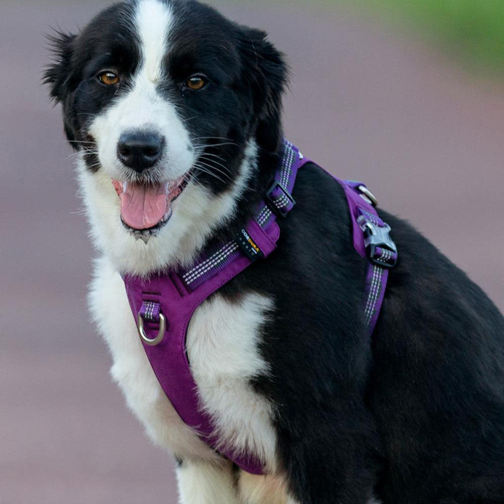 Black and white dog close up in a purple Truelove Recon™ - Dog Harness on a gray background.