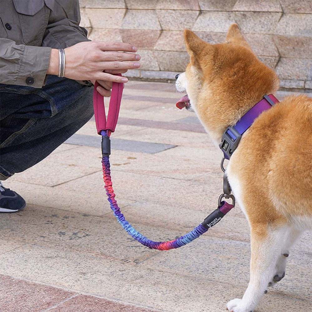 Large brown dog wearing a collar with the leash attached to the purple TuffHound Recoil™ - Bungee Dog Leash on a vivid background.