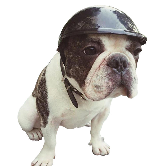 DePaw Pet Helmet