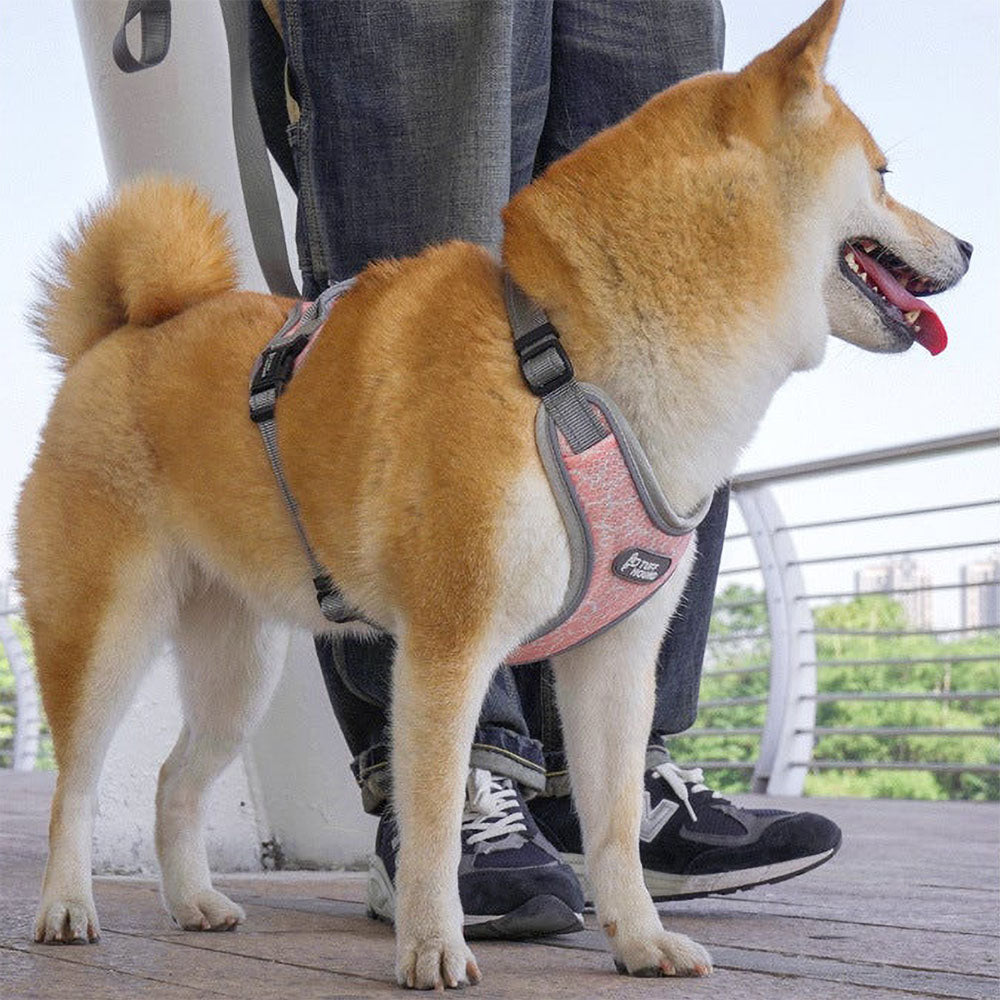 Large yellow dog in a pink TuffHound Prime™ - Dog Harness on leash next to a human on a vivid background.