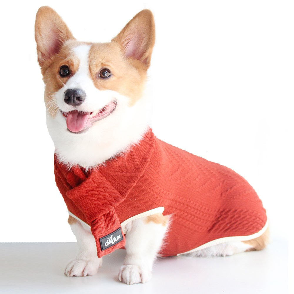 Small adorable corgi dog waring an orange Jollypaw™ - Dog Sweater & Scarf making him look like the most stylish dog ever on white background.