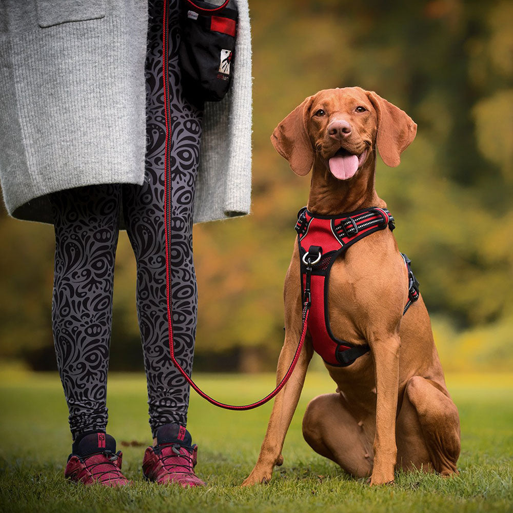 Large yellow dog in a red Truelove Pro™ - Dog Harness and on a leash next to a human on a vivid background.