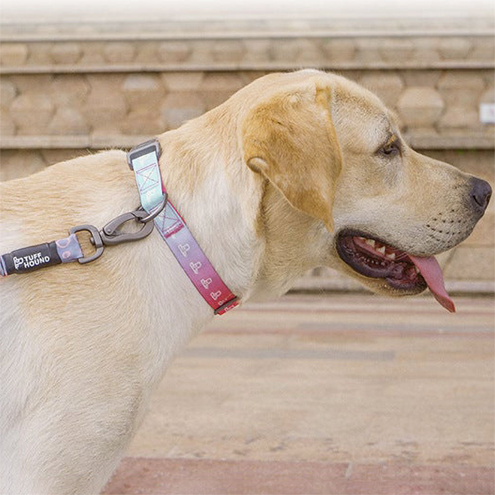 Large dog on a leash attached to the multicolor TuffHound Solid™ - Heavy Duty Dog Collar on a vivid background. 