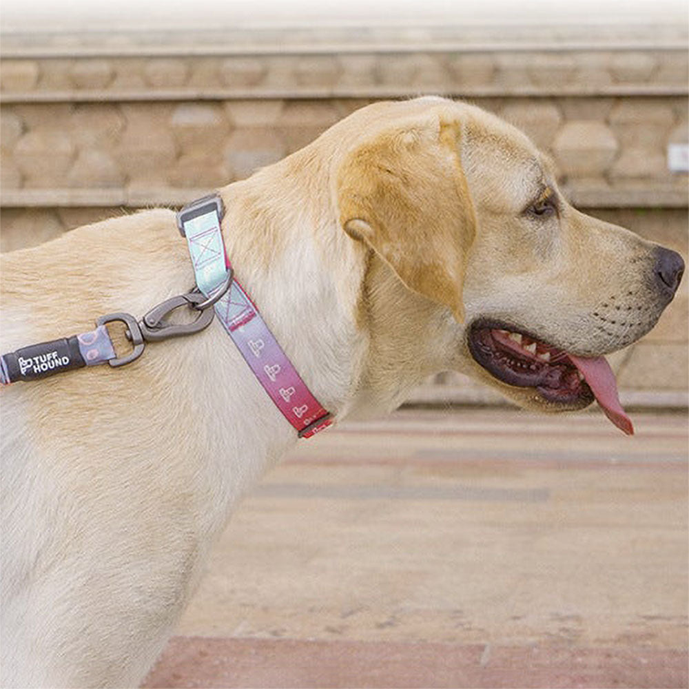 Large dog on a leash attached to the multicolor TuffHound Solid™ - Heavy Duty Dog Collar on a vivid background.