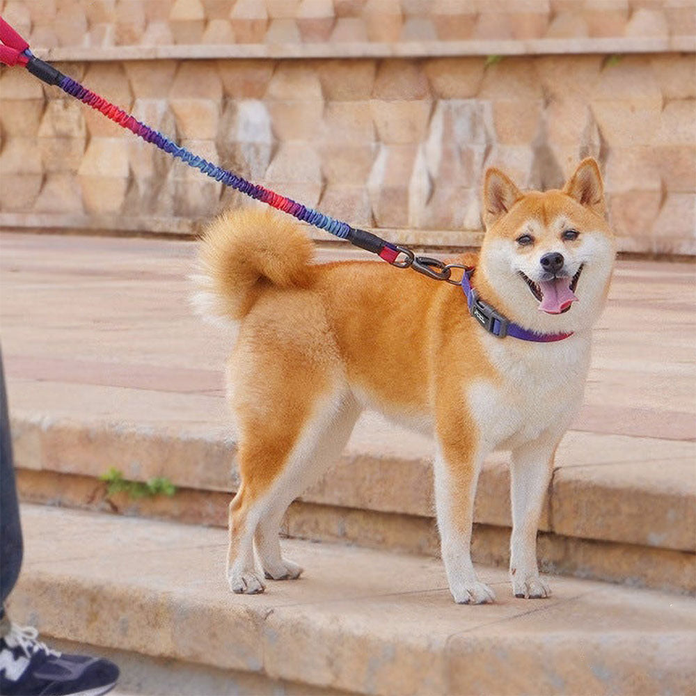 Large brown dog wearing a collar with the leash attached to the purple TuffHound Recoil™ - Bungee Dog Leash on a vivid background.