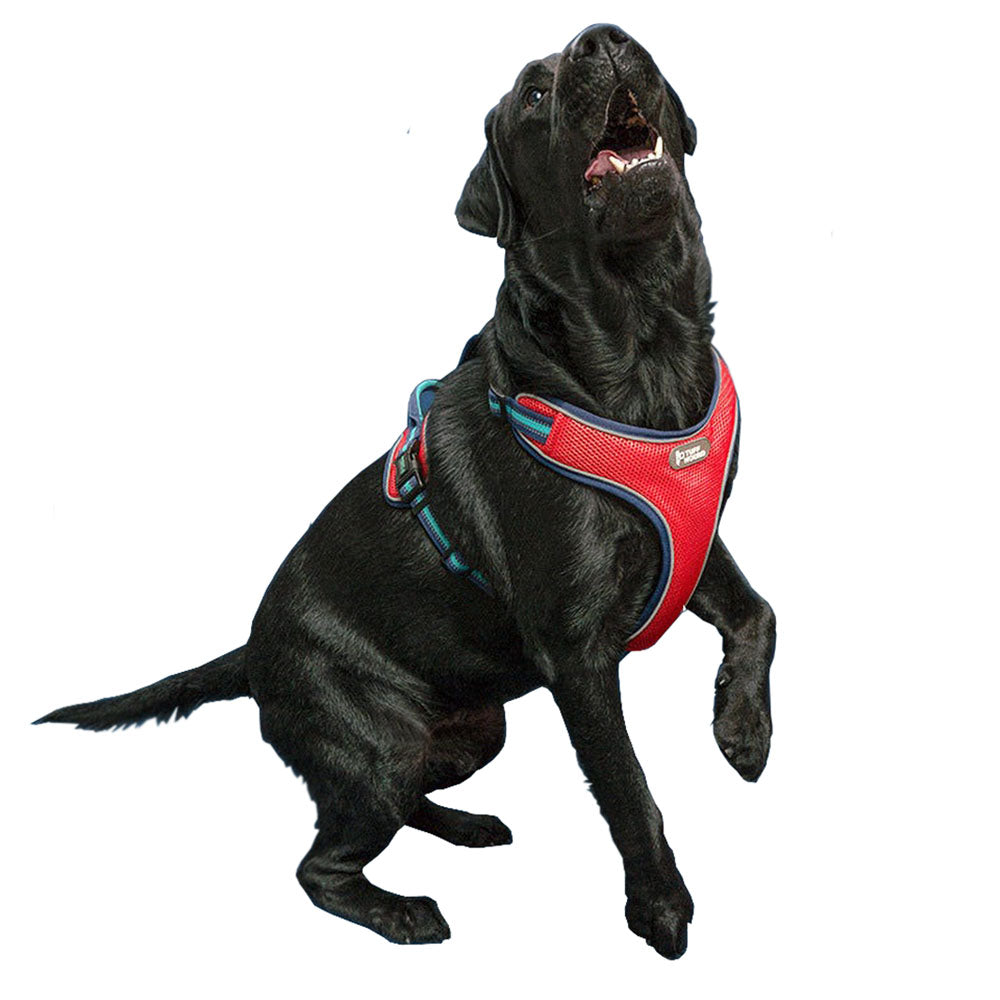 Black large dog in a red TuffHound Prime™ - Dog Harness on a white background.