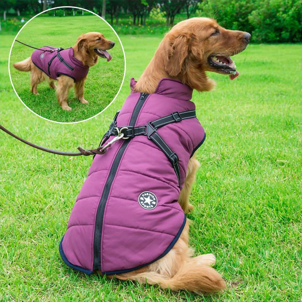 Medium brown dog on a leash attached to a purple  DogSki Sport™ - Waterproof Jacket Harness on a green grass background. 