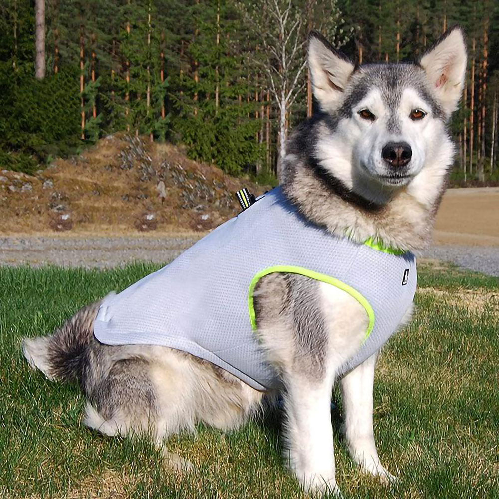 Large husky wearing a lime green Truelove Frost™ - Dog Cooling Vest on a vivid background.