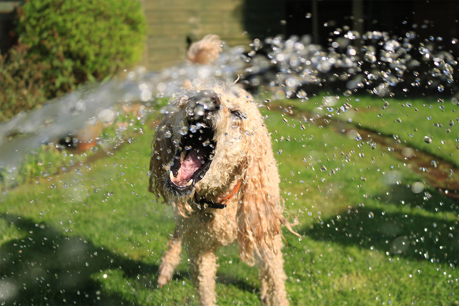 How To Keep Your Dog Cool In The Summer