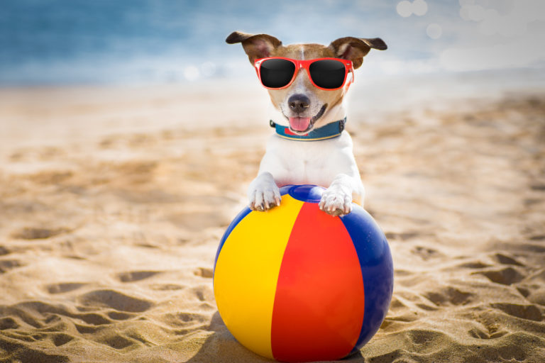 7 Summer Activities For You And Your Dog