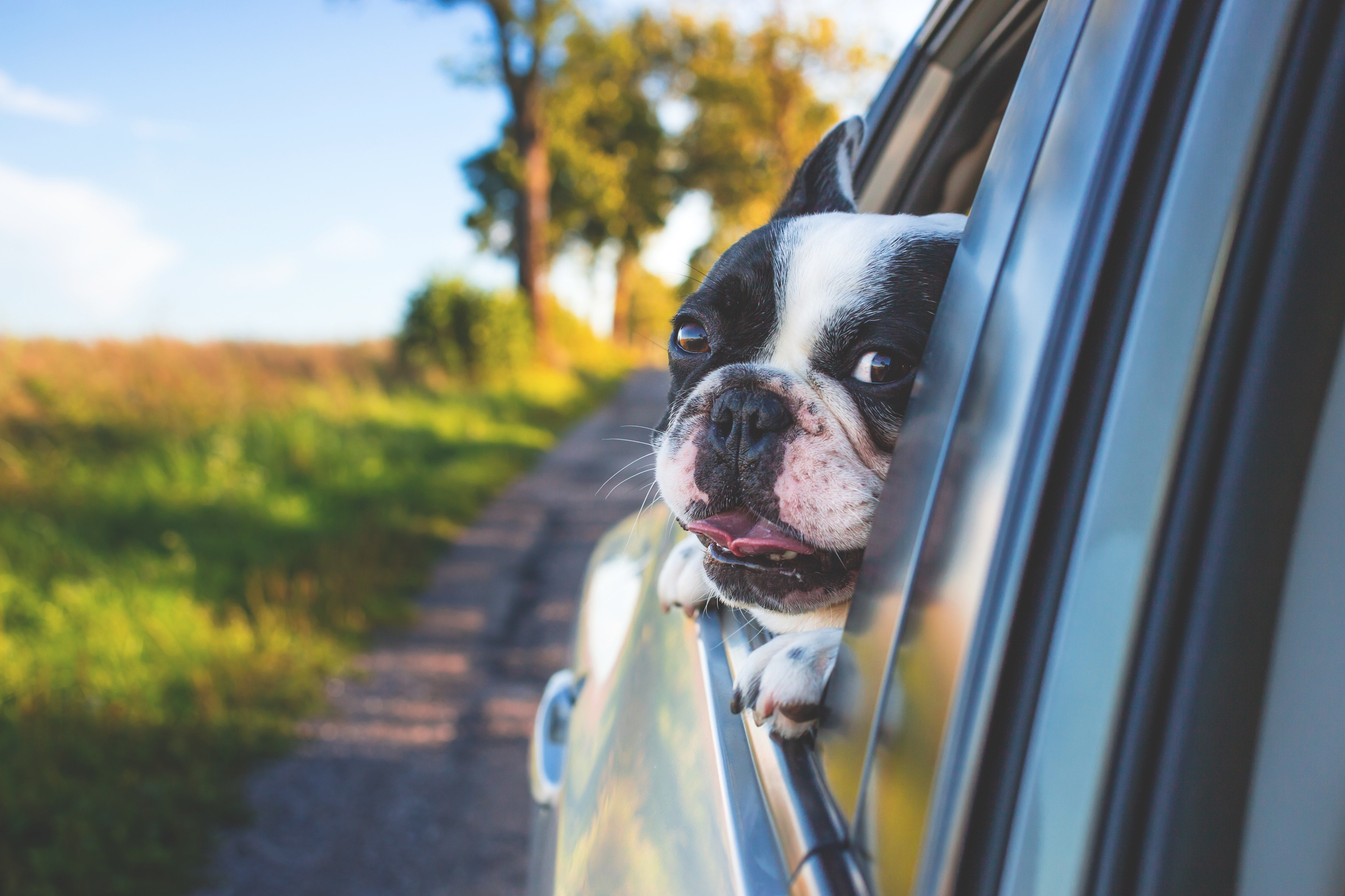 Pro Tips to Help Your Dog With Car/Motion Sickness