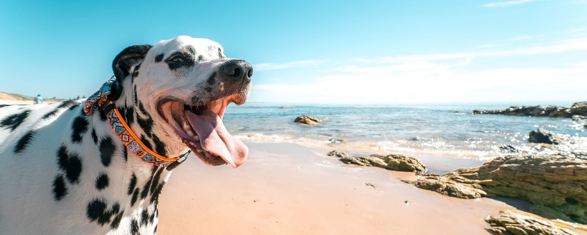 CharBasin Pet Water Bottle Healthy Dog Walking Travel Water Bottle