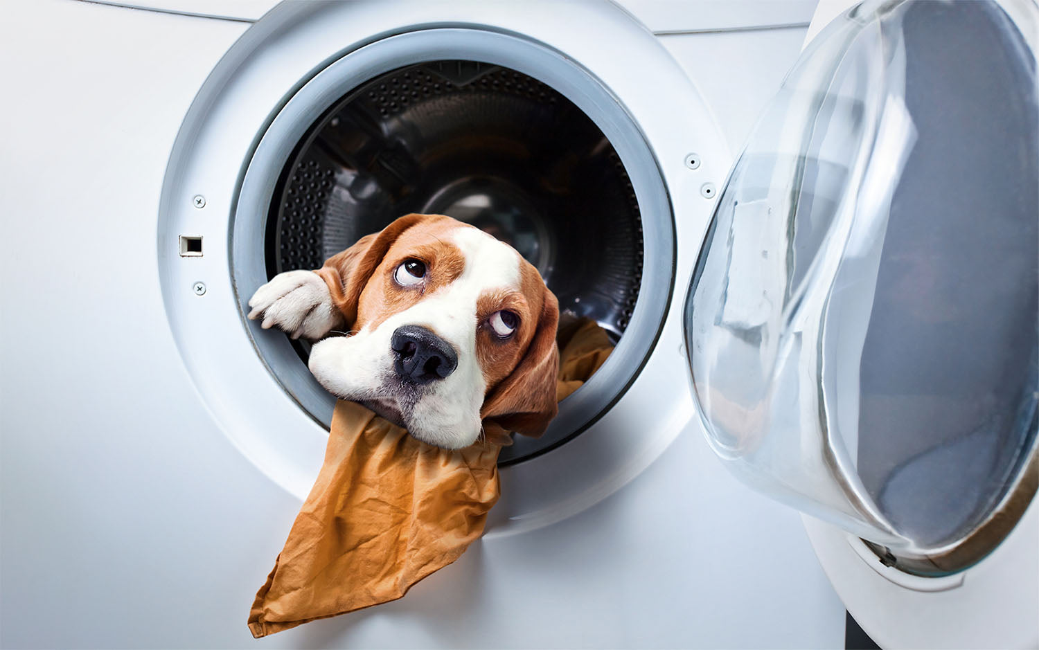 Dog inside washing machine autumn pet sale