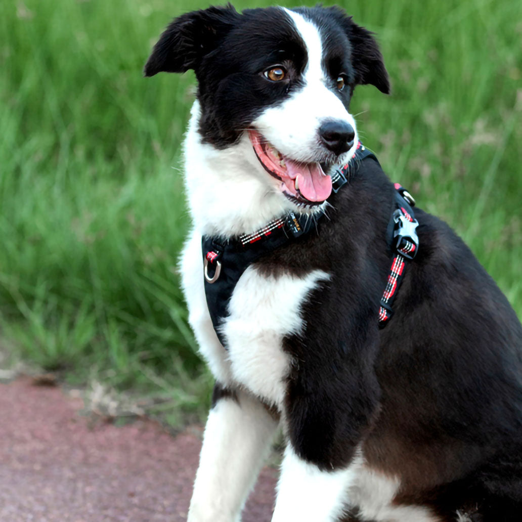 Truelove Recon - Dog Harness