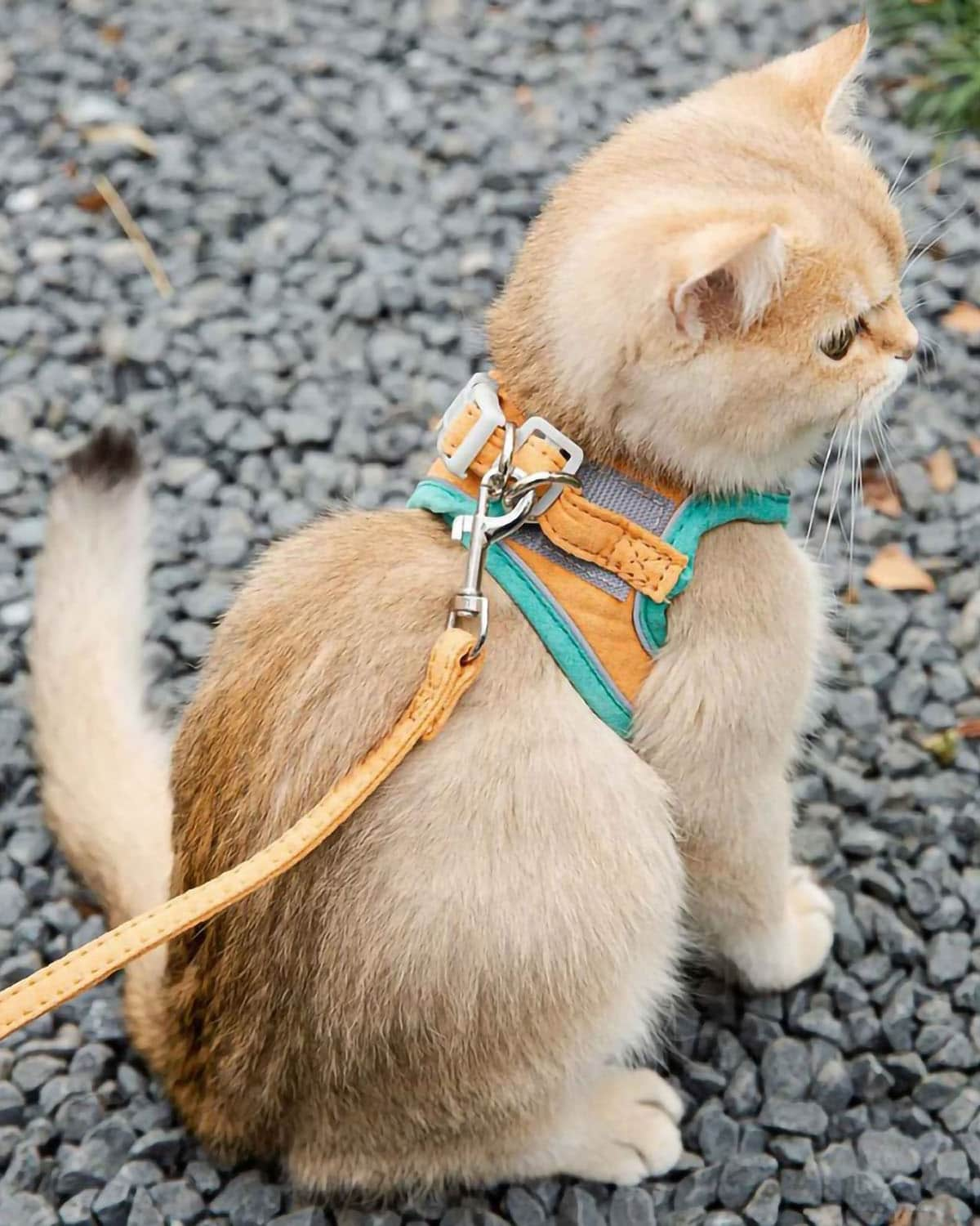 Cattitude Harness