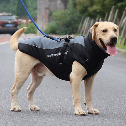 Gray DogSki Waterproof Jacket with Harness and fur collar in profile on short haired yellow dog with leash attached on the track.