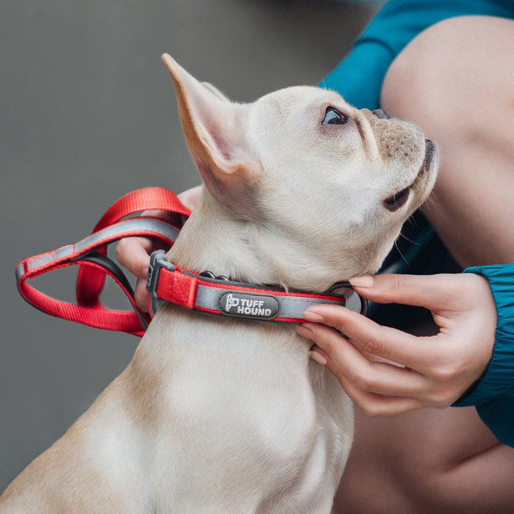 Small white dog next to a human wearing a red TuffHound Core™ - Reflective Dog Collar & Leash Set on a vivid background.
