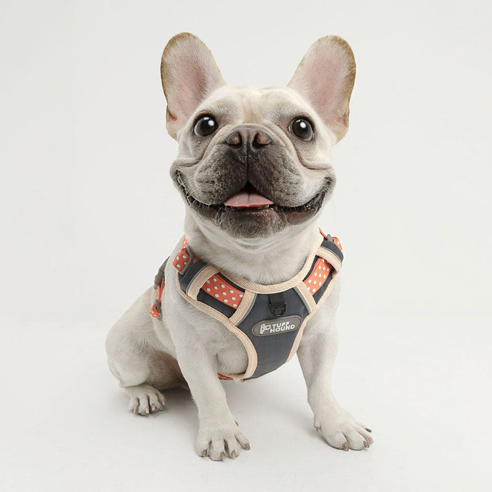 Small bulldog wearing an orange TuffHound Vital™ - Dog Harness & Leash Set on a white background.