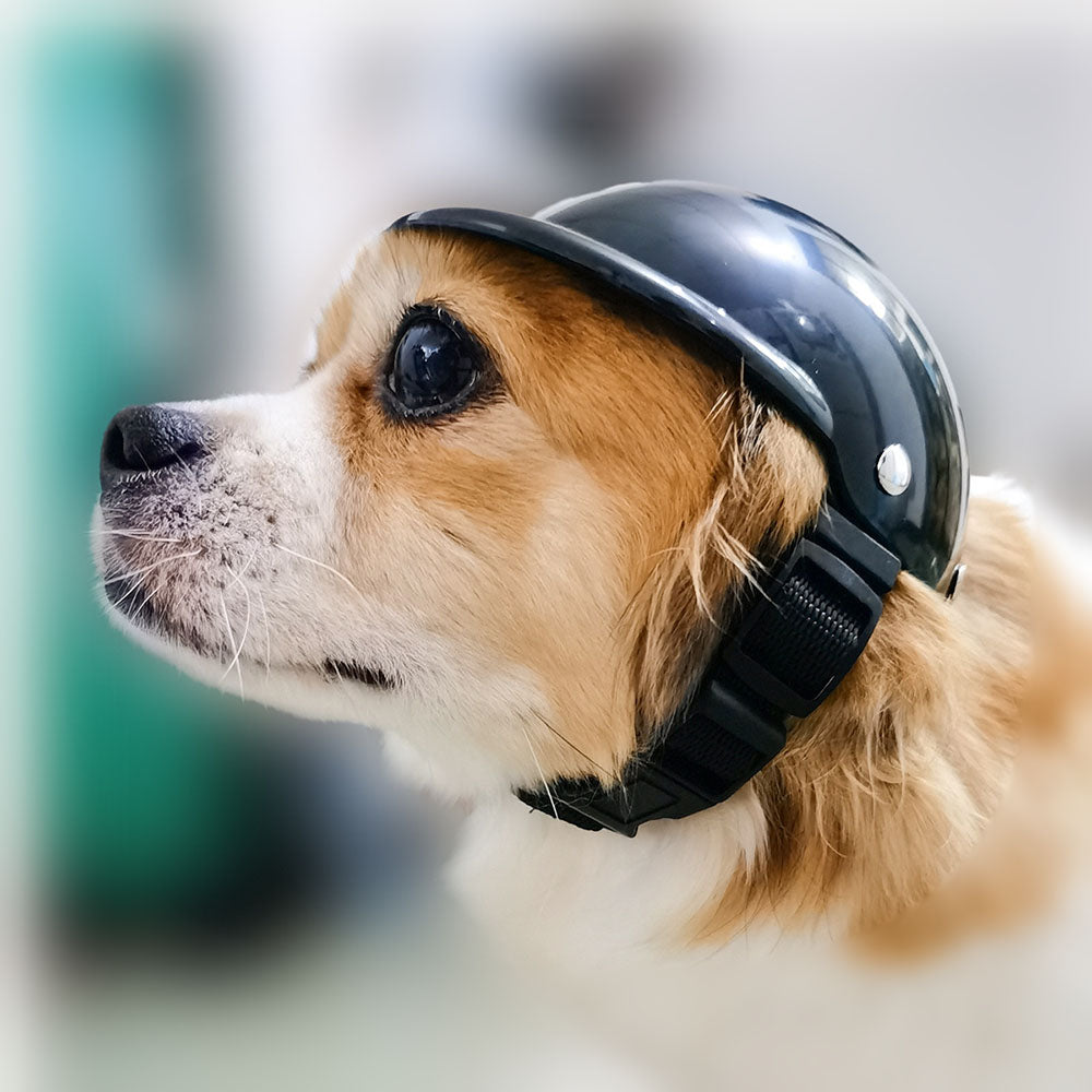 DePaw Pet Helmet