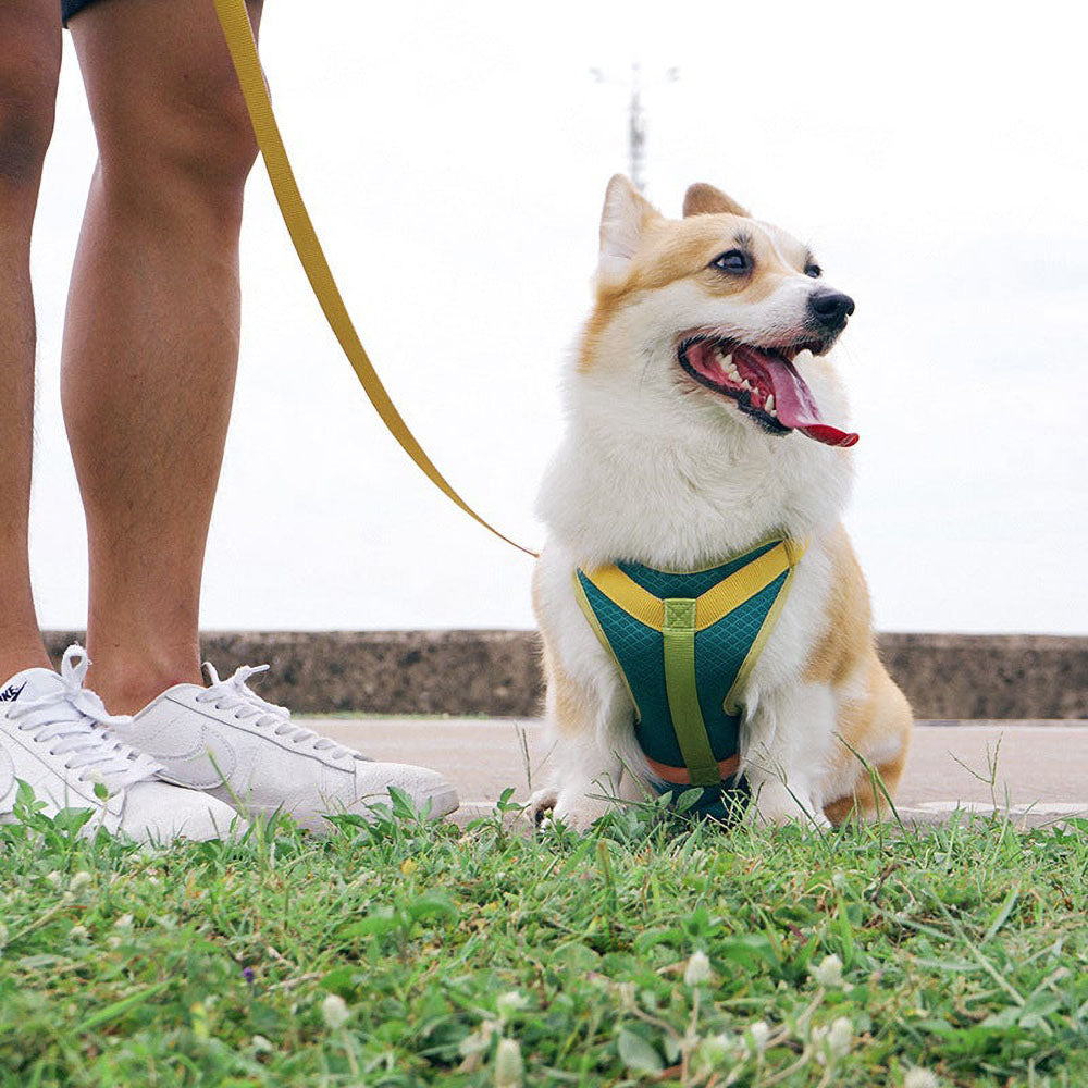 Small yellow corgi dog wearing a pink TuffHound Tone™ - Dog Harness & Leash Set on a vivid background.