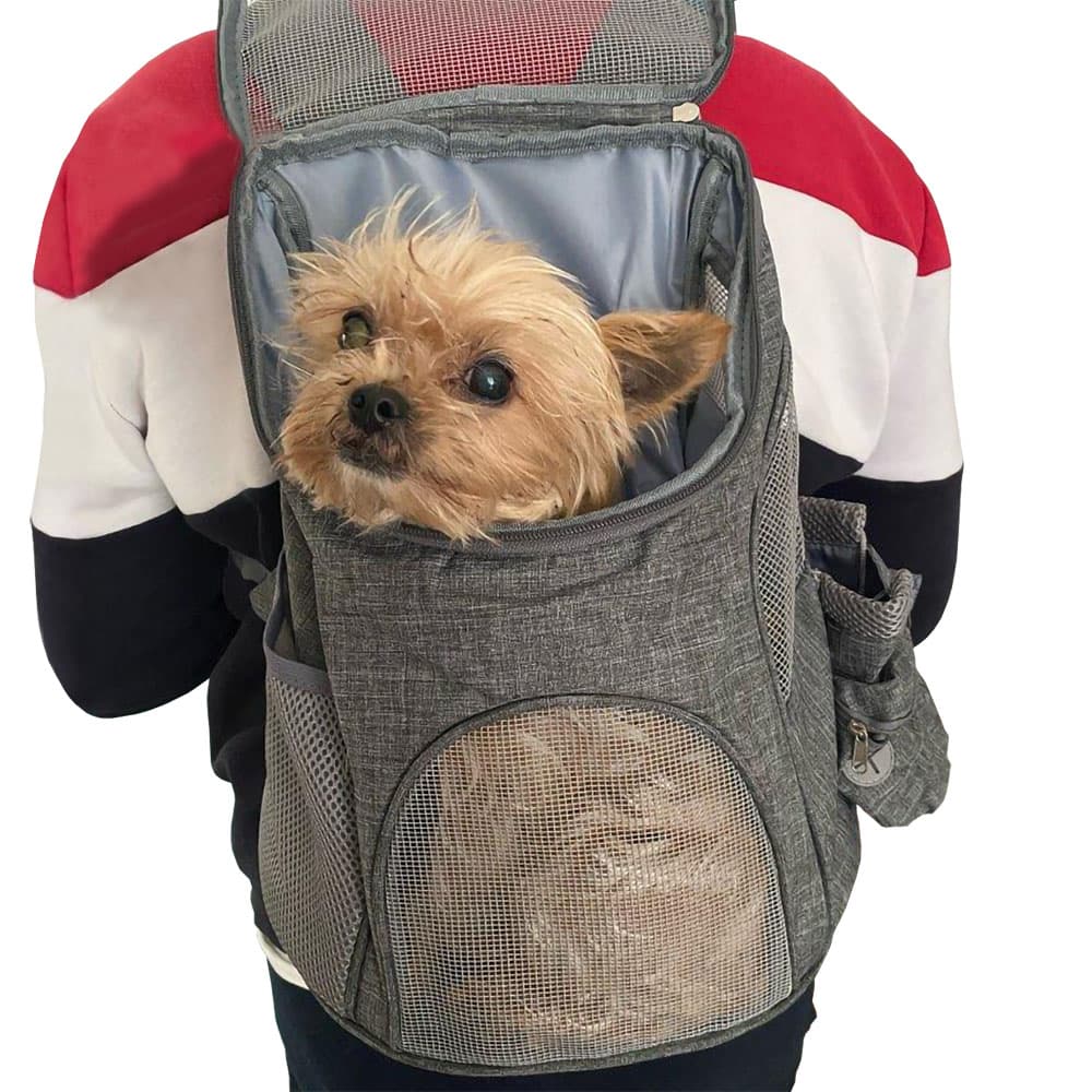 Small brown dog peaking out of the top opening of a gray Foldy™ - Pet Backpack Carrier on a vivid background.