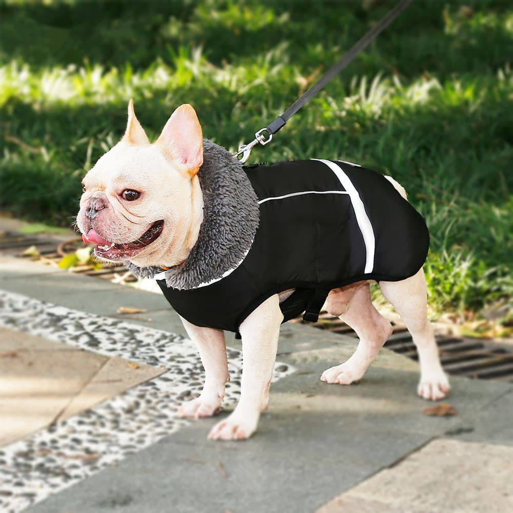 Small dog wearing a black DogSki Max Winter Coat with Leash/Harness Port, underneath buckles and fur collar with the leash attached on the waterproof zipper in the park.