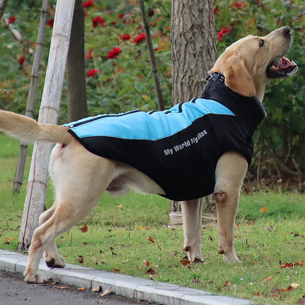 Blue DogSki Waterproof Jacket with Harness and fur collar on a yellow dog on grassy lawn.