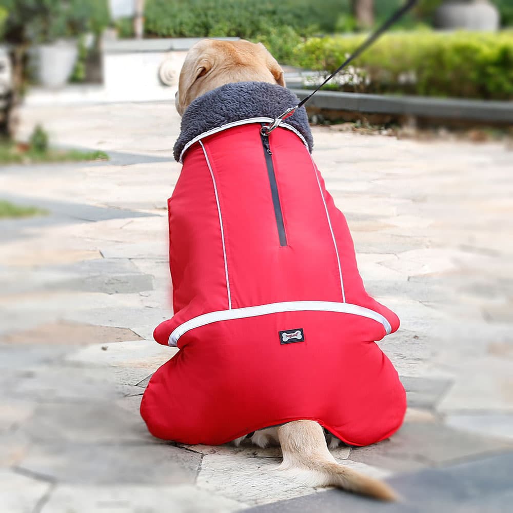 Dog wearing red DogSki Max Winter Coat with Leash/Harness Port, underneath buckles and fur collar with the leash attached on the waterproof zipper in the park. 