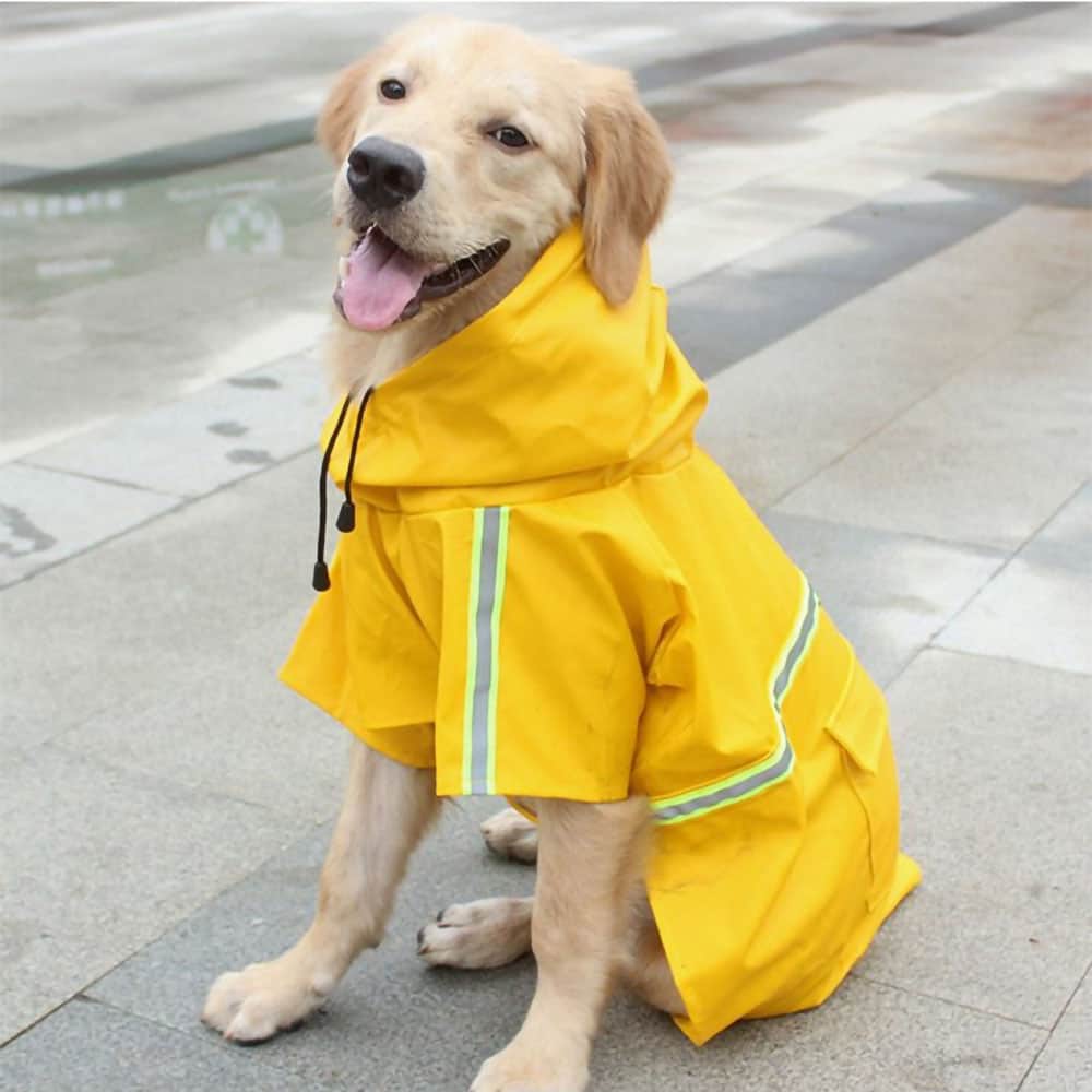 Large yellow dog in a yellow Rainaway™ - Dog Raincoat With Leash/Harness Port and hood on a vivid background. 