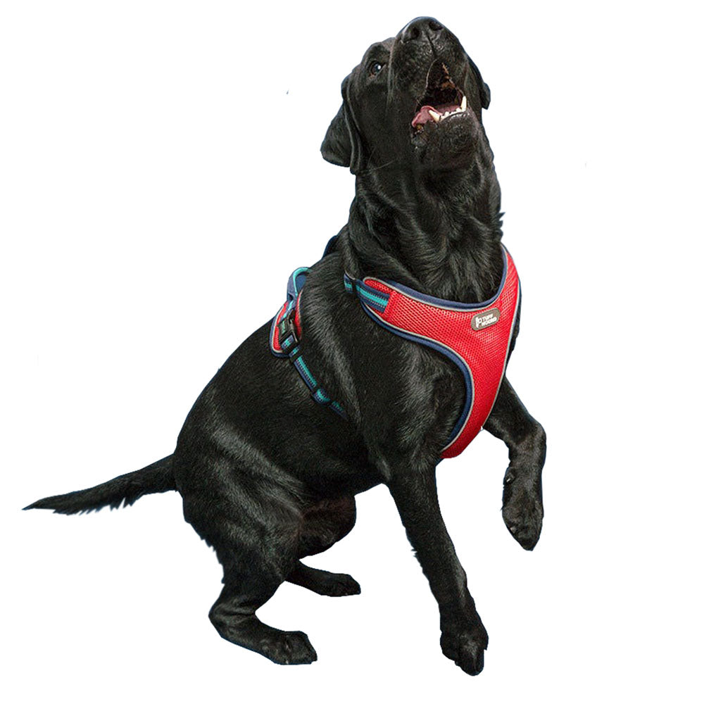 Black large dog in a red TuffHound Prime™ - Dog Harness on a white background. 