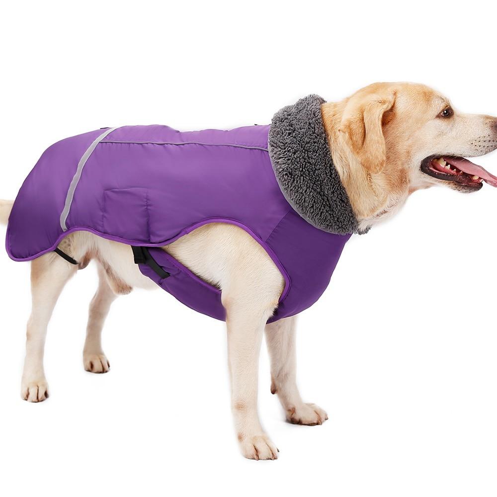Yellow dog wearing a purple DogSki Max Winter Coat with Leash/Harness Port, underneath buckles and fur collar with  waterproof zipper on white background. 