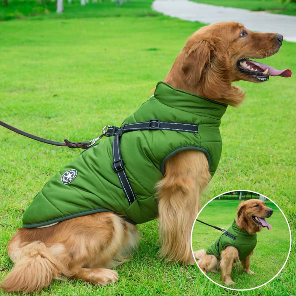 Medium brown dog on a leash attached to a green DogSki Sport™ - Waterproof Jacket Harness on a green grass background. 