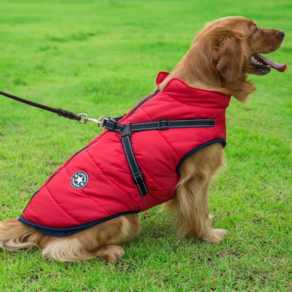 Medium brown dog on a leash attached to a red DogSki Sport™ - Waterproof Jacket Harness on a green grass background. 