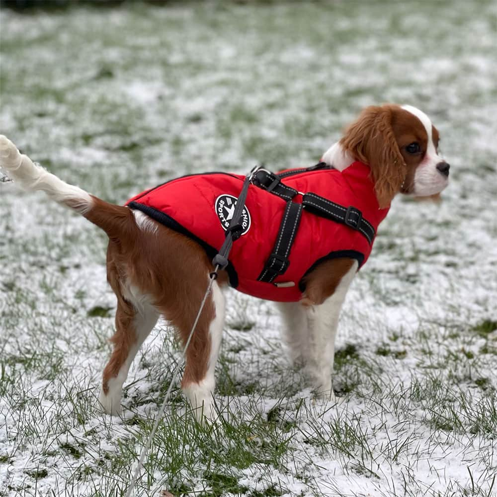 Dog winter coat hotsell with built in harness